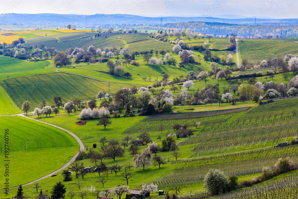 Fototapeta premium Frühlingsparadies in den Weinbergen und Wiesen in Stromberg