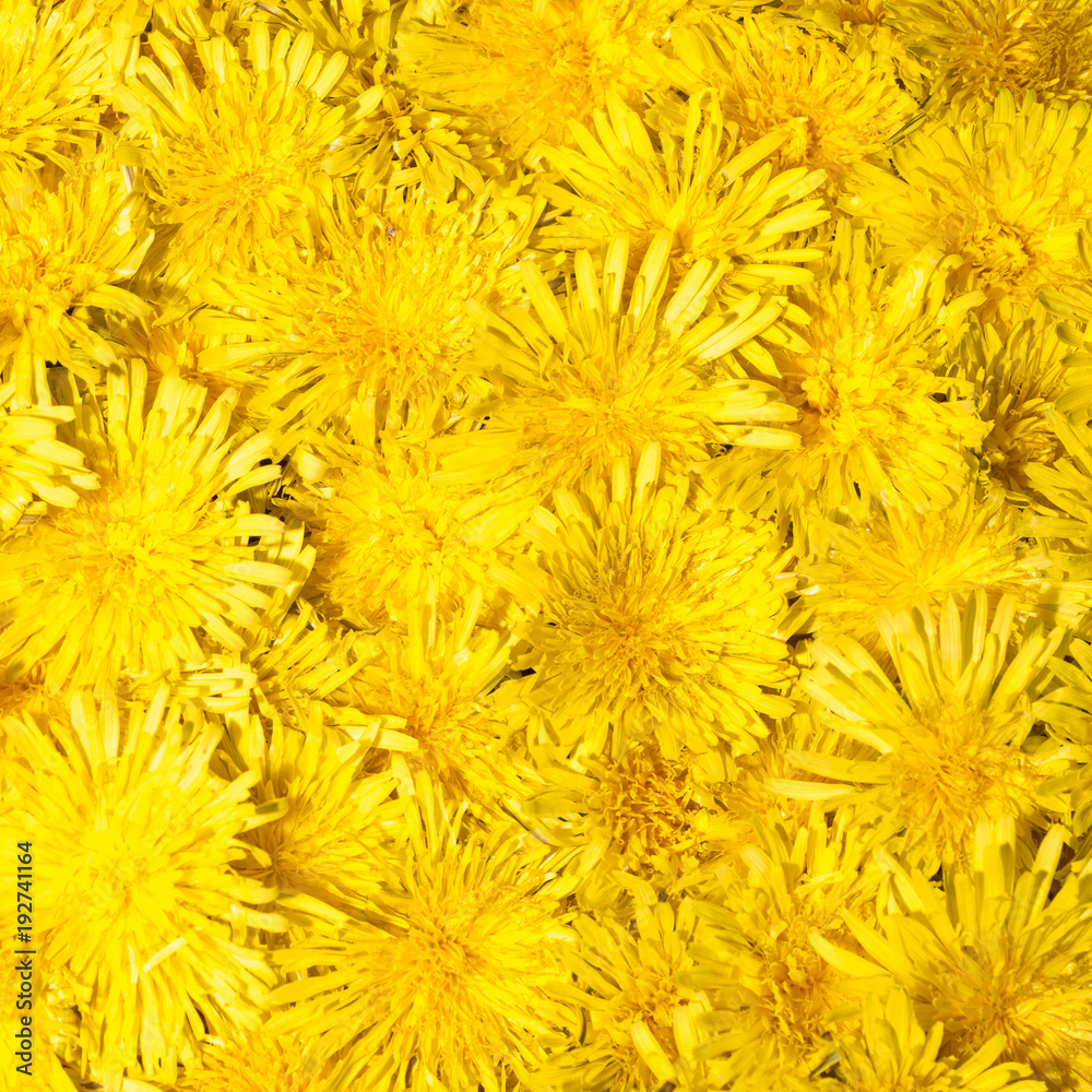 Bright beautiful background of yellow flowers Bright beautiful background of yellow flowers