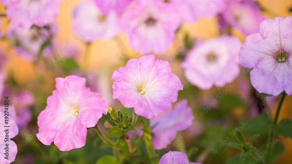 Purple Petunia flowers in the garden. Blossom Purple Flowers Background Purple Petunia flowers in the garden. Blossom Purple Flowers Background
