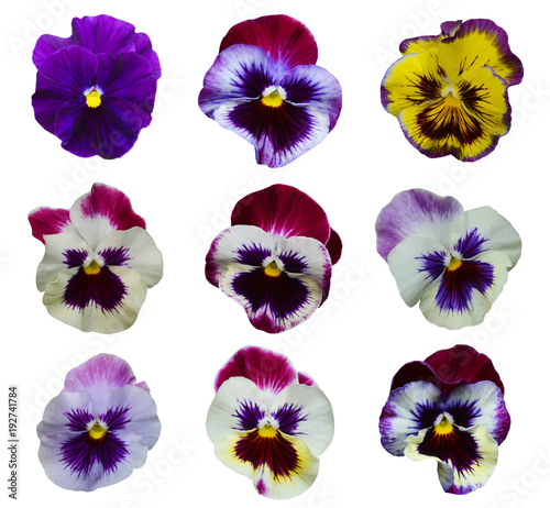 Collection of pansy heads isolated on white background