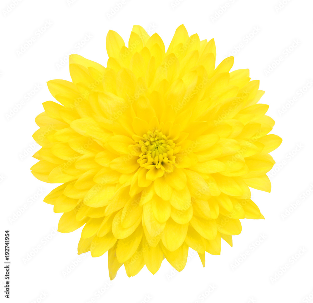 yellow chrysanthemum isolated on white background yellow chrysanthemum isolated on white background