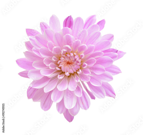 Fototapeta Naklejka Na Ścianę i Meble -  Pink Chrysanthemum Flower Isolated on White Background. Macro Closeup