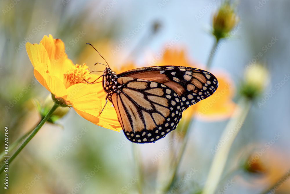 Fototapeta premium Beautiful butterfly on a flower with a colorful background in summer