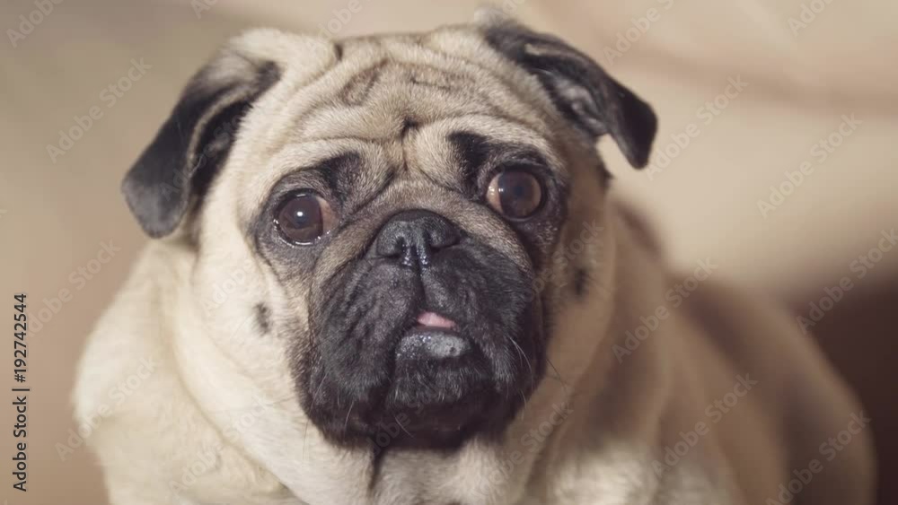 Smart, sad dog, pug looking into camera. Close up Smart, sad dog, pug looking into camera. Close up