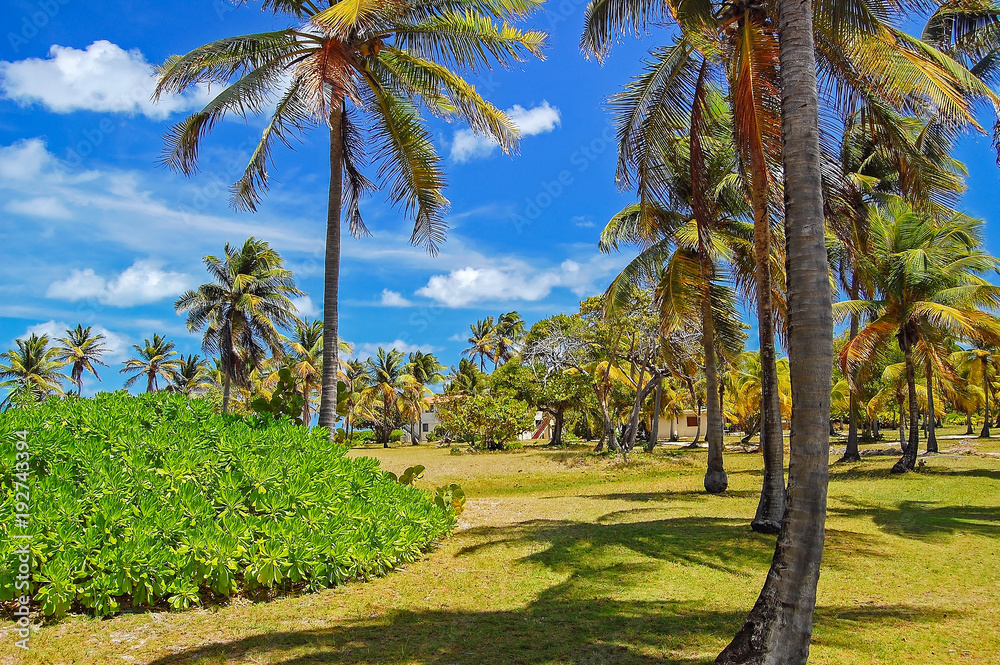 Palm trees on Palm island, tropical island in Caribbean Sea region of Lesser Antilles, Palm trees on Palm island, tropical island in Caribbean Sea region of Lesser Antilles,