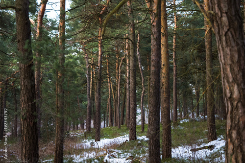 Winterwald
