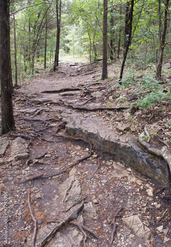 A hiking path through the trees, covered in tree roots and rocks.