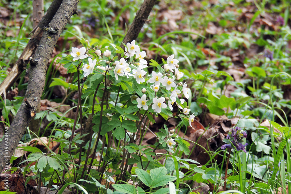 The first spring flowers The first spring flowers