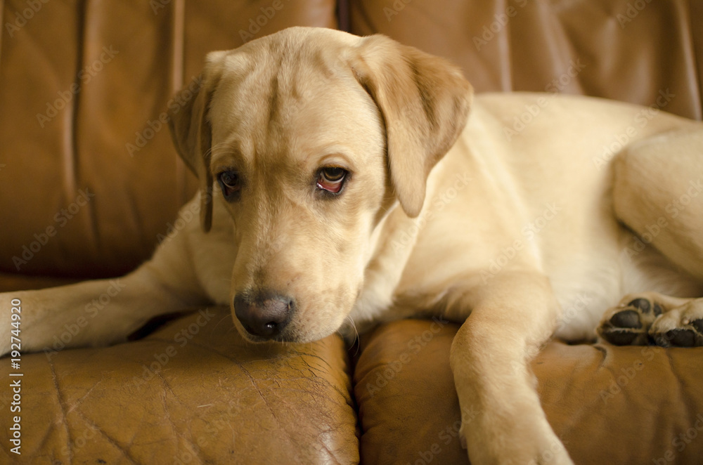 puppy labrador retriever lies on a brown leather sofa puppy labrador retriever lies on a brown leather sofa