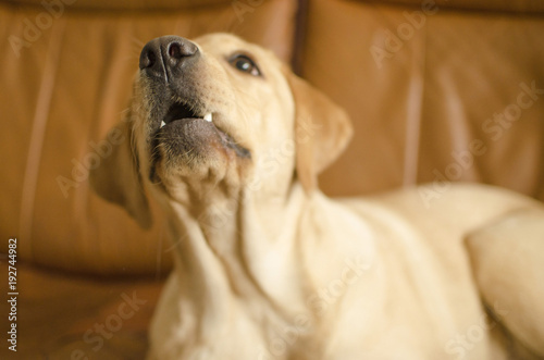 puppy labrador retriever lies on a brown leather sofa © Christina