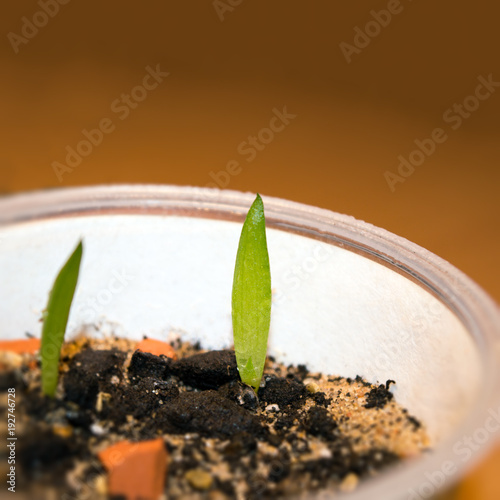 Close up of aloe cameronii seedling in pot, low maintenance succulent plant native to Malawi and Zimbabwe photo