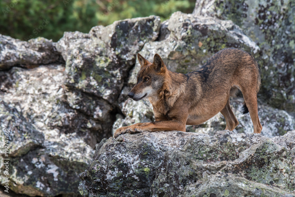 the Iberian wolf, beautiful animal of our country hated by some and loved by others the Iberian wolf, beautiful animal of our country hated by some and loved by others