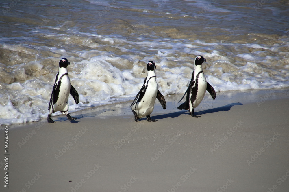 Fototapeta premium Trio of Penguins at Boulders Beach, Capetown, South-Africa