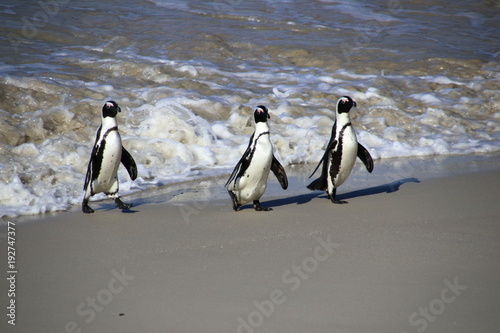 Trio of Penguins at Boulders Beach  Capetown  South-Africa