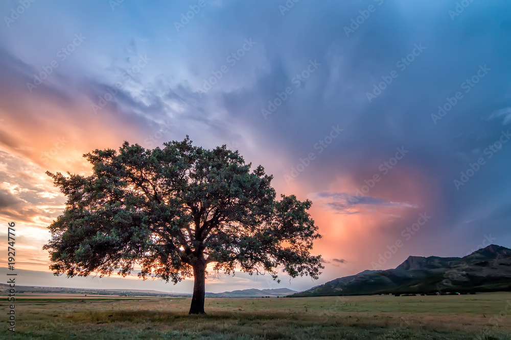 Beautiful landscape with a lonely tree in a field, the setting sun shining through branches and storm clouds, Dobrogea, Romania