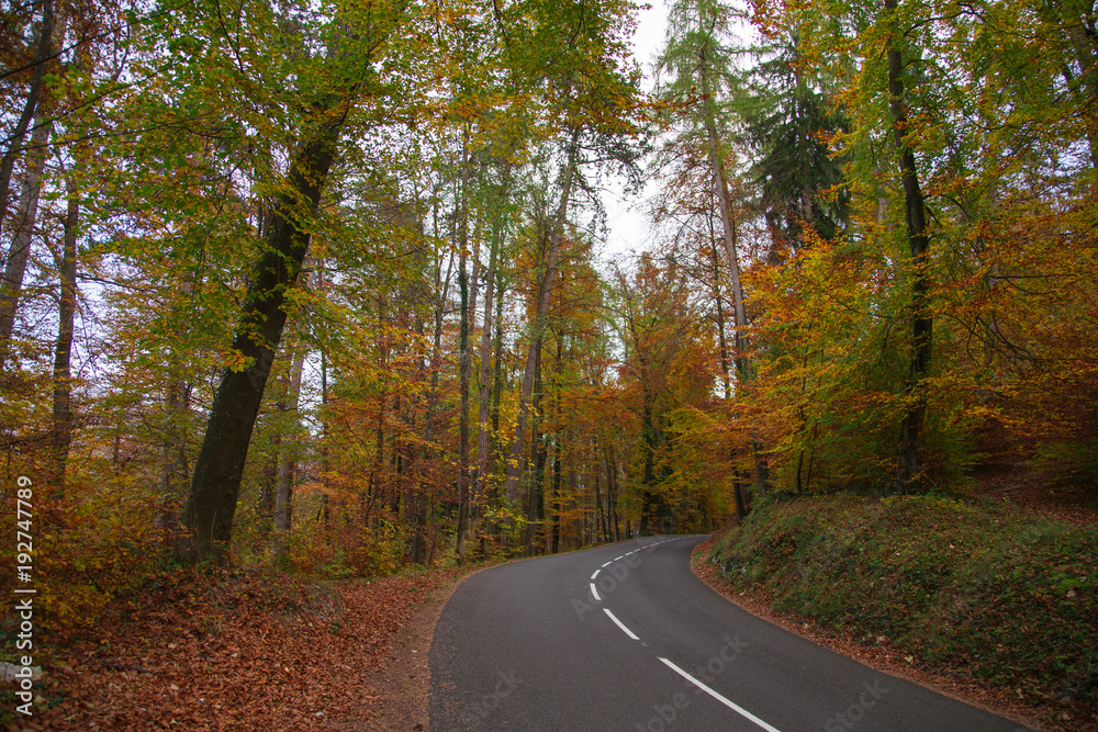 Fototapeta premium Forêt en automne