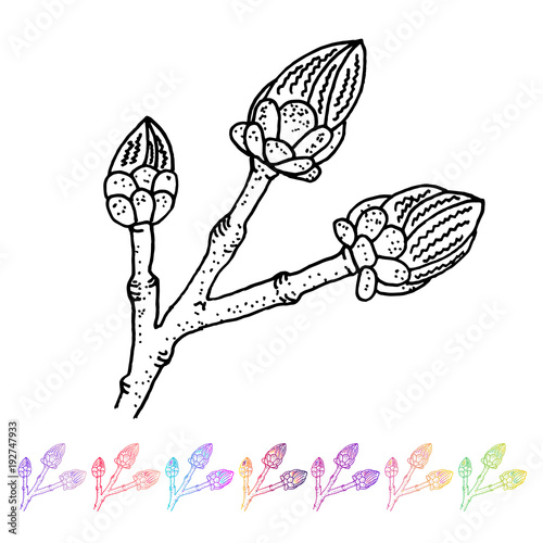 Vector Kidney bud black pattern in the plant design. Hand painted spring garden flora. Black sletch isolated on whie background with gradient colorful elements. Trunks and twigs for your design. photo