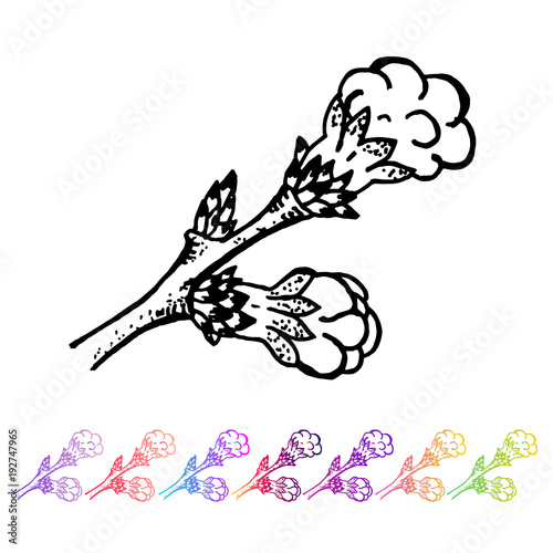 Vector Kidney bud black pattern in the plant design. Hand painted spring garden flora. Black sletch isolated on whie background with gradient colorful elements. Trunks and twigs for your design. photo