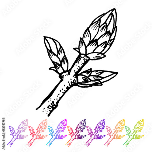 Vector Kidney bud black pattern in the plant design. Hand painted spring garden flora. Black sletch isolated on whie background with gradient colorful elements. Trunks and twigs for your design.