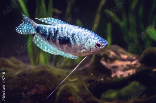 Tropical gourami fish photo