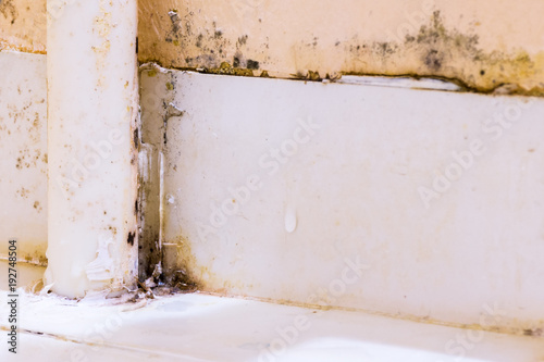 Black fungus on the plastic tubes