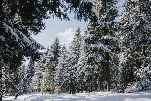 Schneebedeckte Fichten und Tannen im Thüringer Wald