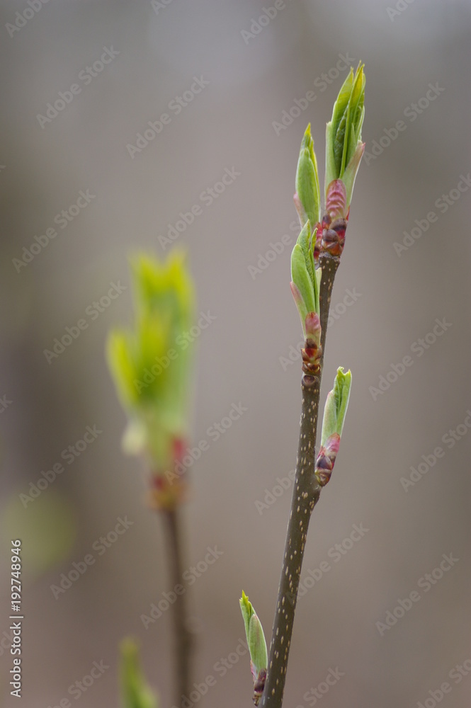Knospe aufgehend am Strauch Licht Knospe aufgehend am Strauch Licht