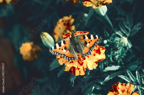 Close up of butterfly sitting on the orange marigold flower.Top view.Small tortoiseshell (Aglais urticae) © valeriy boyarskiy