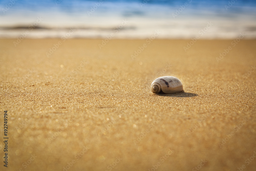 seashell on the beach low depth of field seashell on the beach low depth of field