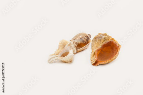 Three seashells on a white background