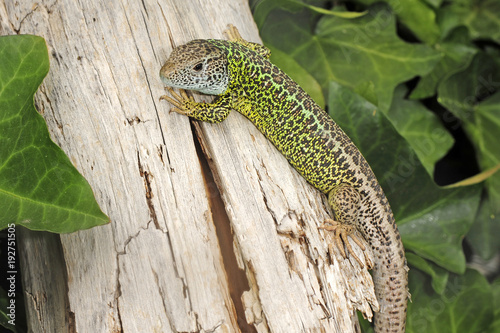 Iberische Smaragdeidechse (Lacerta schreiberi) - Iberian emerald lizard photo