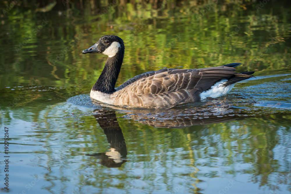 Canada goose (Branta Canadensis) in water Canada goose (Branta Canadensis) in water