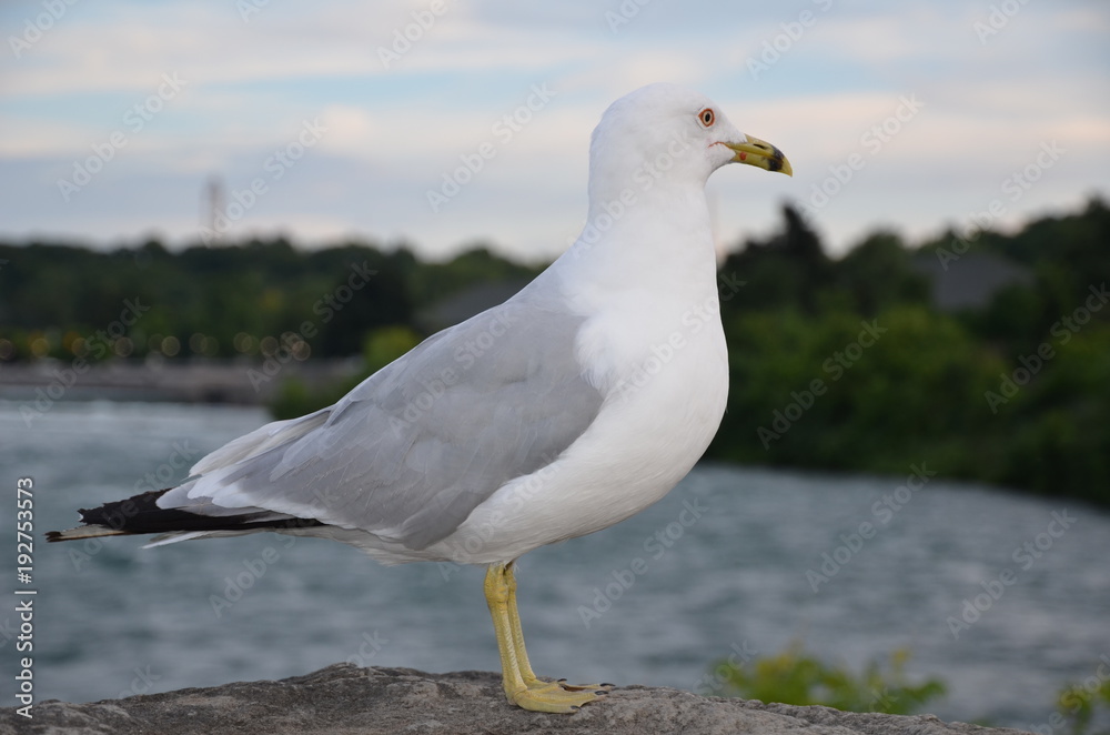 MOUETTE BORD DU SAINT LAURENT QUEBEC GASPÉSIE CANADA MOUETTE BORD DU SAINT LAURENT QUEBEC GASPÉSIE CANADA
