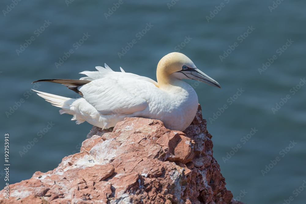 Fototapeta premium Northern Gannet Morus bassanus at the Island Helgoland, Germany