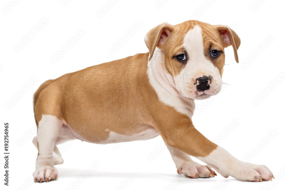 Puppy Staffordshire Terrier