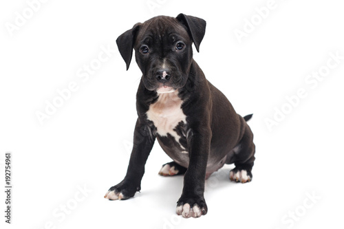 Puppy Staffordshire Terrier