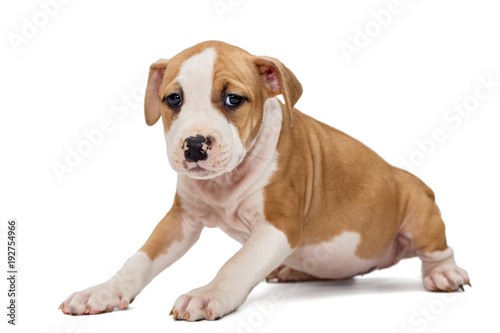 Puppy Staffordshire Terrier © Okssi