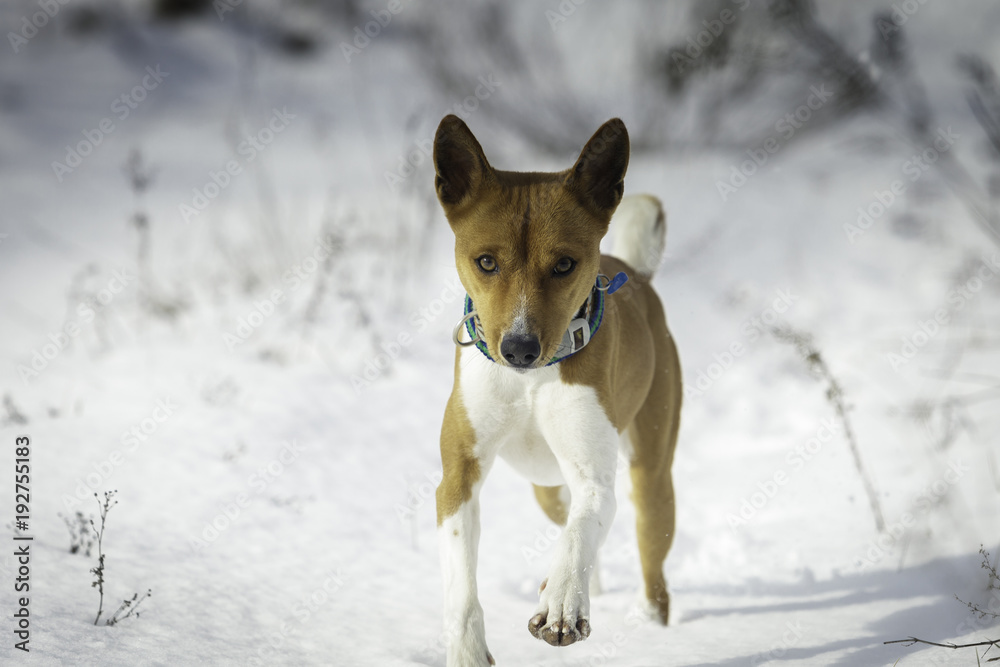 The Basenji dog walks in the park. Winter cold day. Closeup