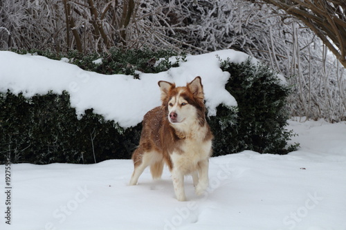 Fototapeta Naklejka Na Ścianę i Meble -  Husky im Schnee
