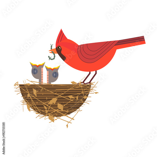 Nothern red cardinal feeding baby birds icon. Cute comic cartoon. Newborn hungry bird sitting in straw nest. Minimalism simplicity wildlife design. Template vector birdwatching, nature care background