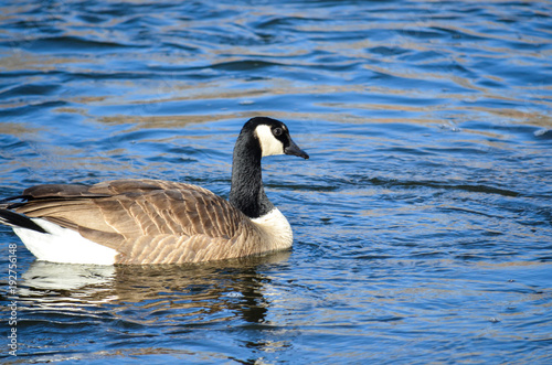 Canada Goose Swimming