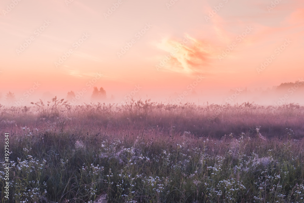 sunrise field of blooming pink meadow flowers