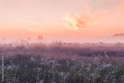 sunrise field of blooming pink meadow flowers © Kotangens