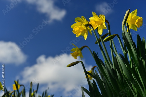 Fototapeta Naklejka Na Ścianę i Meble -  Daffodil hedgerow, Jersey, U.K.
Spring flowers.