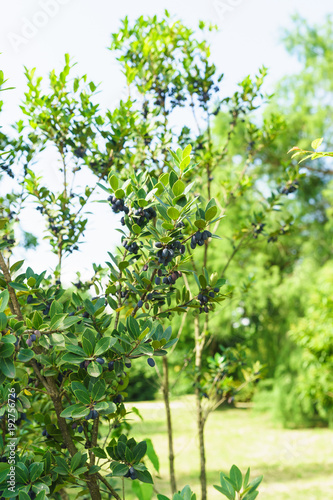 Osmanthus leafy  lat. Osmanthus heterophyllus  G. Don  P. S. Green   of the Olive family  lat. Oleaceae 