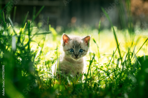 Small kitten with blue ayes in green grass on garden close up. Animal photography