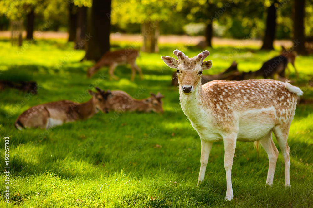 Young baby deer in Richmond nature reserve outdoor Park in London UK. Pictures of wildlife mammal animals in wild nature forest Young baby deer in Richmond nature reserve outdoor Park in London UK. Pictures of wildlife mammal animals in wild nature forest