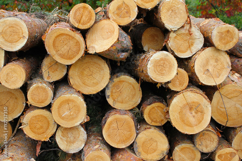 A heap of cut pine wood prepared for export from the forest