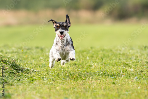 Cute dog running fast across the meadow - Small tricolor Jack Russell Terrier Hound