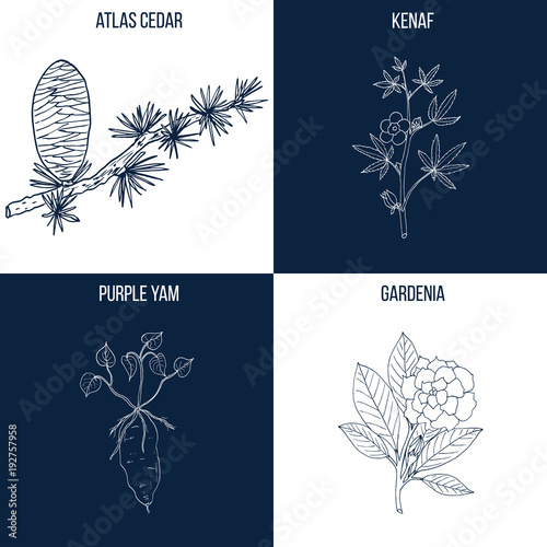 Set of four hand drawn eatable and medicinal plants